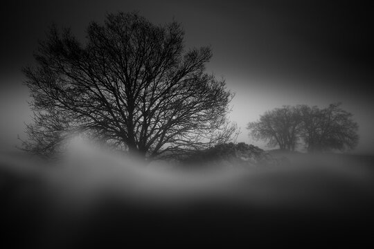 Surreal black and white image of a leafless tree standing out against a misty undulating foreground with a faint silhouette of a forest in the distance