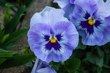 Viola Wittrockiana Mariposa commonly known as Pansies. Close up of beautiful spring flower of blue...