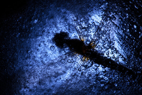 The silhouette of a dragonfly is magnified against a monochromatic background, speckled with the delicate intricacies of ice crystals forming a natural mosaic