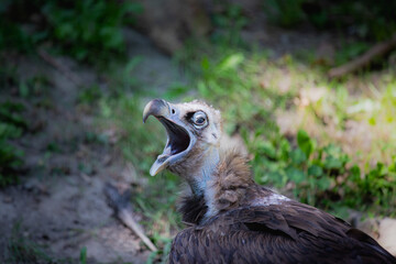 Close up of a Eagle