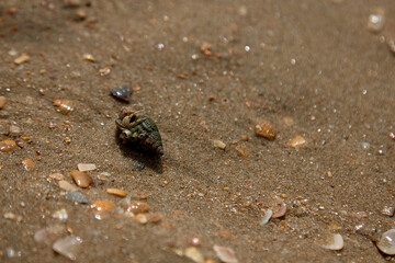 crab on the sand crab skin in the sun under the sun