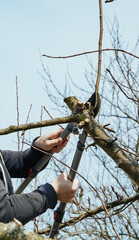 A gardener prunes a branch of tree. Secateurs, gardening scissors - cut tool. Side view. The man...
