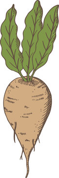 brown beet with green leaves clip art preview