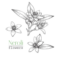 Set Blooming twig and flowers Neroli. Citrus flowers branch. Hand drawn vector botanical illustration. Cosmetic, perfumery  medicinal plant.