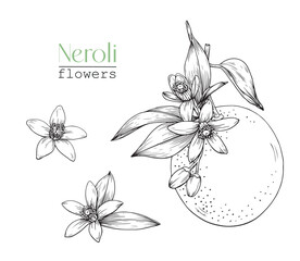 Set Blooming twig orange and flowers Neroli. Citrus flowers branch. Hand drawn vector botanical illustration. Cosmetic, perfumery medicinal plant