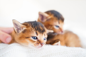 Small little newborn kitty, wild-colored kittens of Abyssinian cat breed lie, sleep sweetly on soft white blanket in bed. Funny fur fluffy kitty at home. Cute pretty brown red pet pussycat, blue eyes