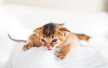 Small little newborn kitty, wild-colored kittens of Abyssinian cat breed lie, sleep sweetly on soft white blanket in bed. Funny fur fluffy kitty at home. Cute pretty brown red pet pussycat, blue eyes