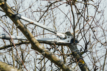 A gardener prunes a branch of tree. Secateurs, gardening scissors - cut tool. Side view. The man...