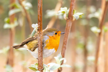A robin clings to a branch. Close-up in profile