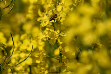 Close-Up of a Bee Pollinating Vibrant Yellow Rapeseed Flowers on a Sunny Day