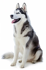 Fototapeta premium Siberian Husky dog isolated on white background