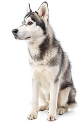 Naklejka na ściany i meble Siberian Husky dog isolated on white background
