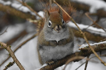 La Plaine 14 Janvier 2024