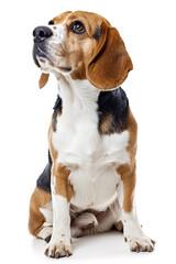 Beagle dog isolated on white background