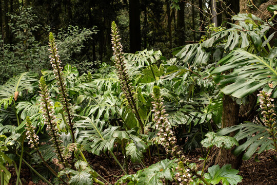 Parque Natural, sendero en la  naturaleza, plantas y flores