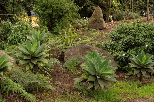Parque Natural, sendero en la  naturaleza, plantas y flores