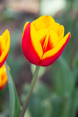 Red and yellow tulip