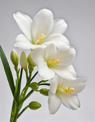 White freesia flower against white backdrop