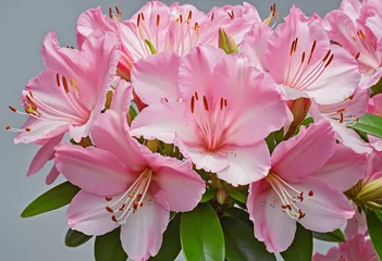 Poster Blooming Pink Rhododendron - A vibrant azalea flower in full bloom © SR07XC3