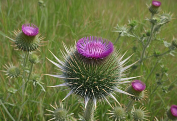 Focused on milk thistle