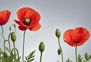 Obraz premium Single red poppy blossom on a white backdrop