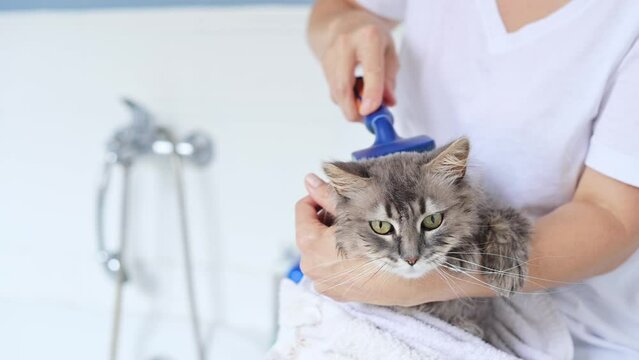 A gray tabby cat being combed by an unrecognizable person with a blue brush after a bath at home