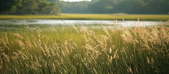 Spartina, a plant in the grass family, often in coastal salt marshes.