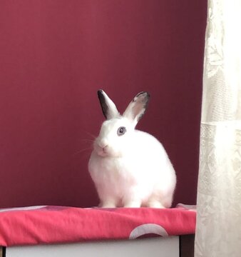 Hermosa Coneja, mirada de dominio