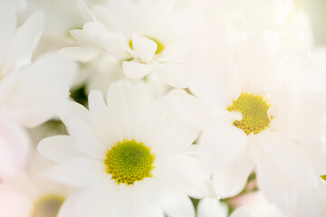Fototapeta premium Macro photo of white chrysanthemums with highlights and gradient. A postcard for any occasion, mother's day, wedding, birthday, banner with space for text and advertising. Beautiful white flowers