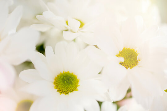 Macro photo of white chrysanthemums with highlights and gradient. A postcard for any occasion, mother's day, wedding, birthday, banner with space for text and advertising. Beautiful white flowers