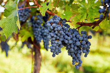 Ripe blue grapes in the vineyard just before harvest