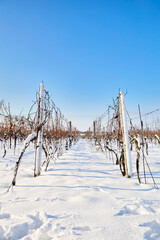 A vineyard covered in snow on a sunny winter day