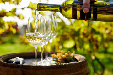 A man pours white wine into glasses on a wooden barrel - obrazy, fototapety, plakaty