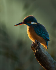 kingfisher on a branch