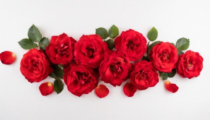 loose red roses white background high angle view
