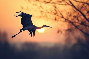 One large sandhill crane flying directly across a gorgeous sunset along the river where they stop on their migration route.