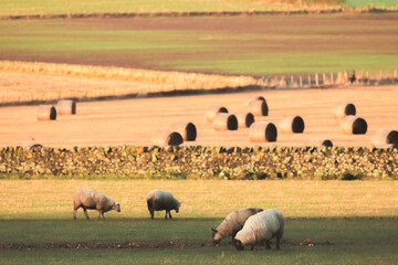 A field of grazing sheep in the rural countryside and farmland of East Neuk, Fife, Scotland, UK.