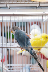 Blue budgie in the cage and other birds in the background