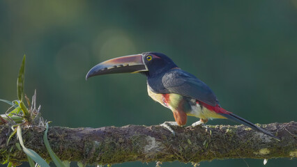 a collared aracari on a tree branch at boca tapada of costa rica