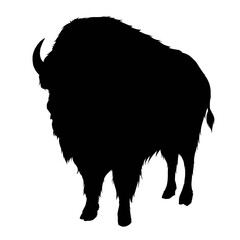 Silhouette of American buffalo isolated on white background 