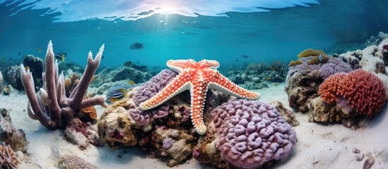 Cushion starfish and sea cucumber on Maldives coral reef. - Powered by Adobe