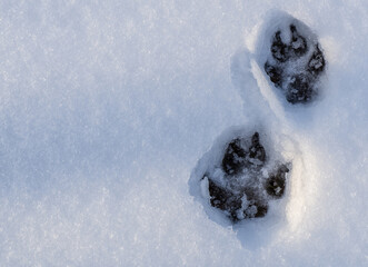 Close-up of canine paw prints that are frozen in the snow  on a cold day in january.