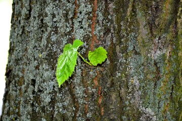 A small twig with leaves grows from the trunk of a tree
