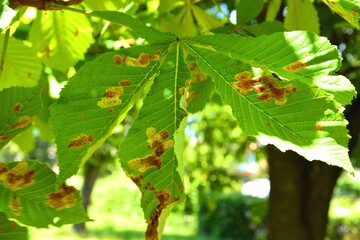 Sick chestnut tree - leaf disease