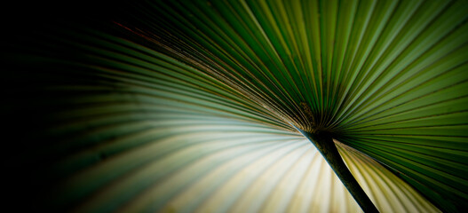 palm leaf close up - art picture