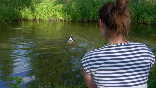 Woman watches her black and white English cocker spaniel swimming in a pond slow motion