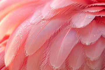 Fotobehang Ultra close-up of pink flamingo feathers, fine texture, soft pink shades, subtle lighting © Zaria