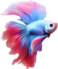 Colorful bushy tailed betta fish on transparent background