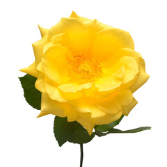 Yellow rose flower with leaf isolated on white background
