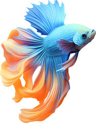 Obraz premium Colorful bushy tailed betta fish on transparent background